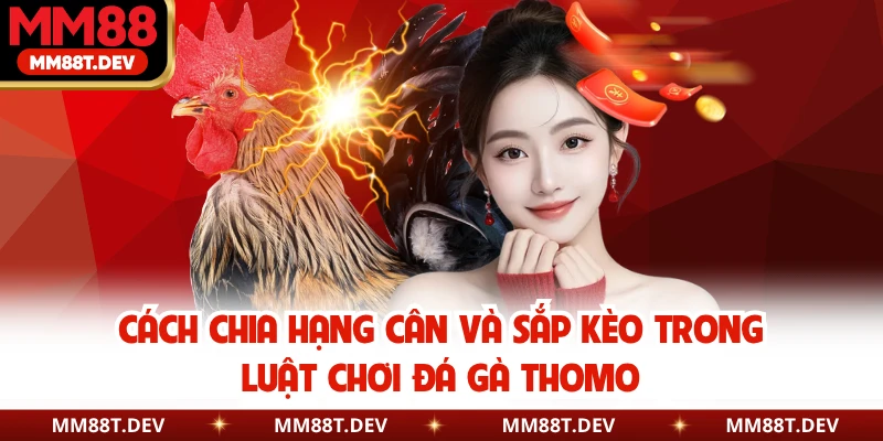 Cách chia hạng cân và sắp kèo trong luật chơi đá gà Thomo