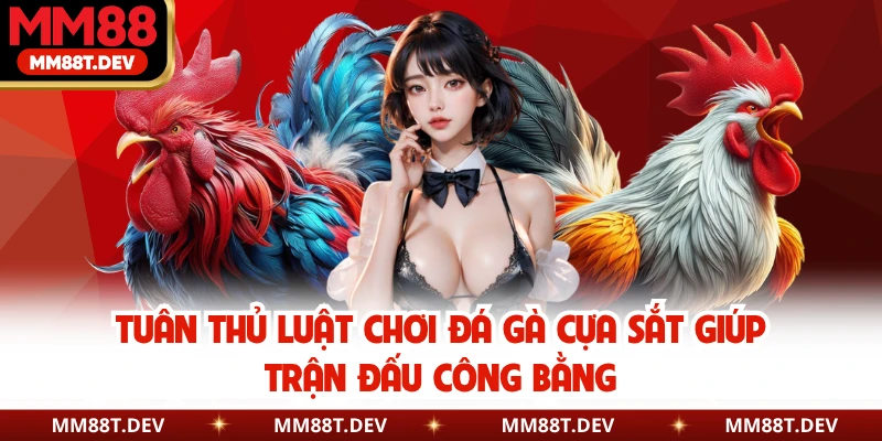 Tuân thủ luật chơi đá gà cựa sắt giúp trận đấu công bằng